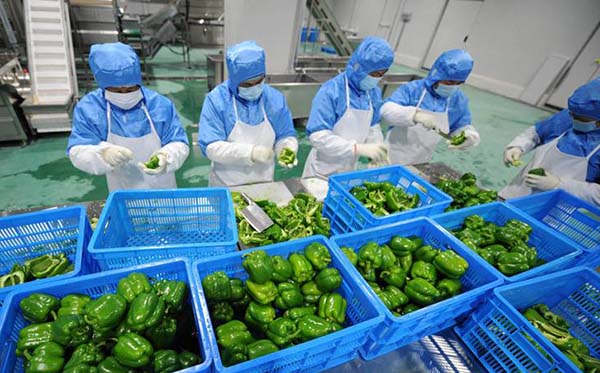 康来福食材分拣