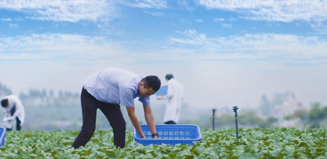 一颗好蔬菜，要从源头开始下功夫.png