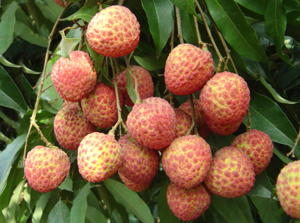 生鲜水果荔枝