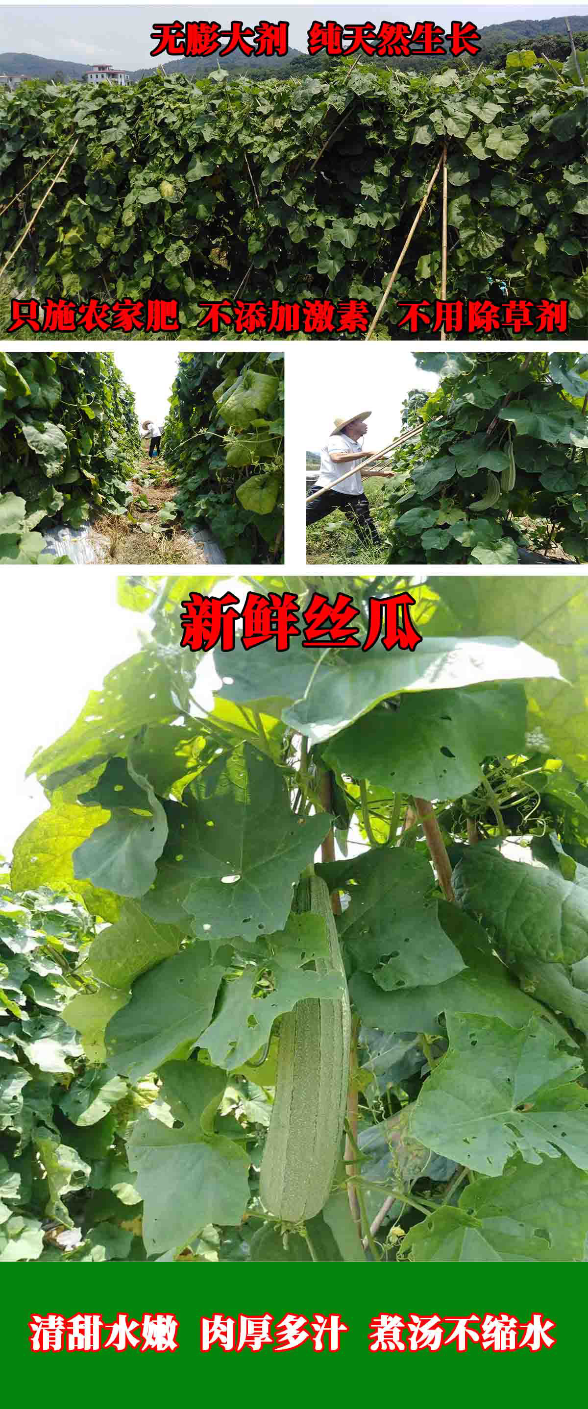 无公害有机蔬菜配送2