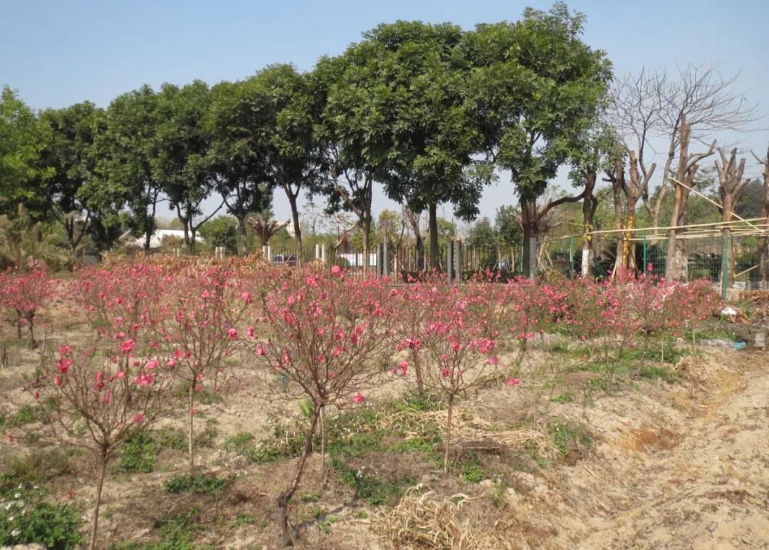 桃花种植基地