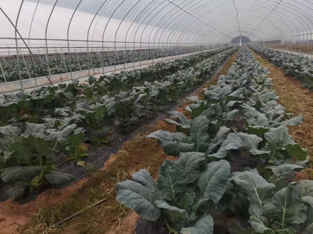 蔬菜大棚