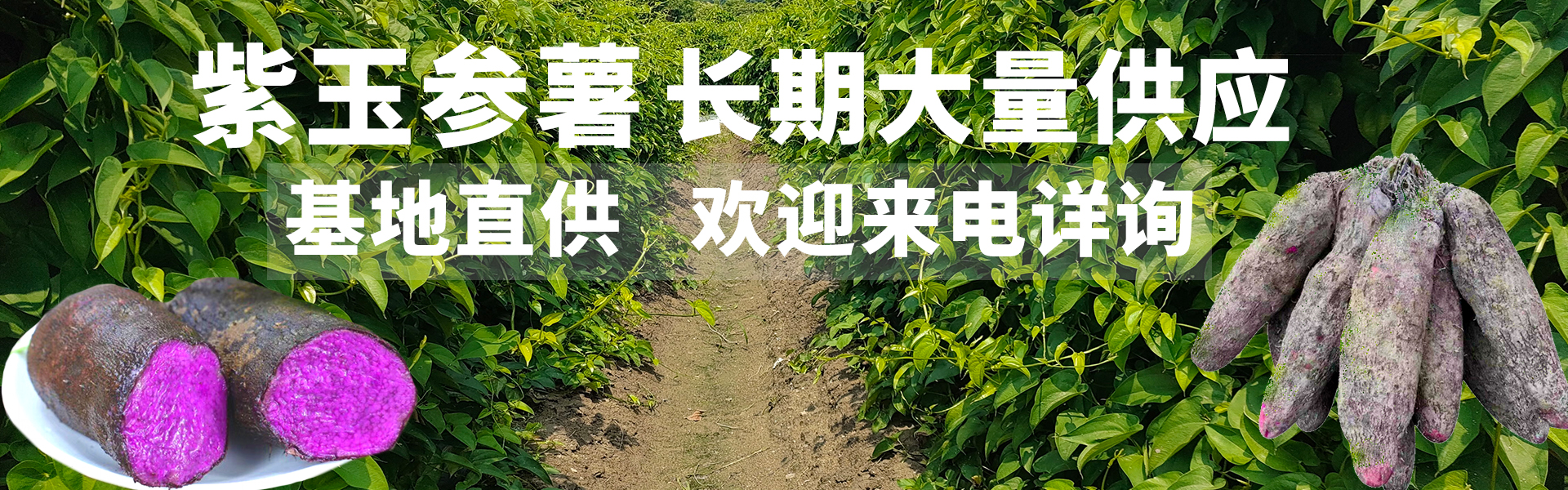 紫玉参薯基地直供，货源稳定
